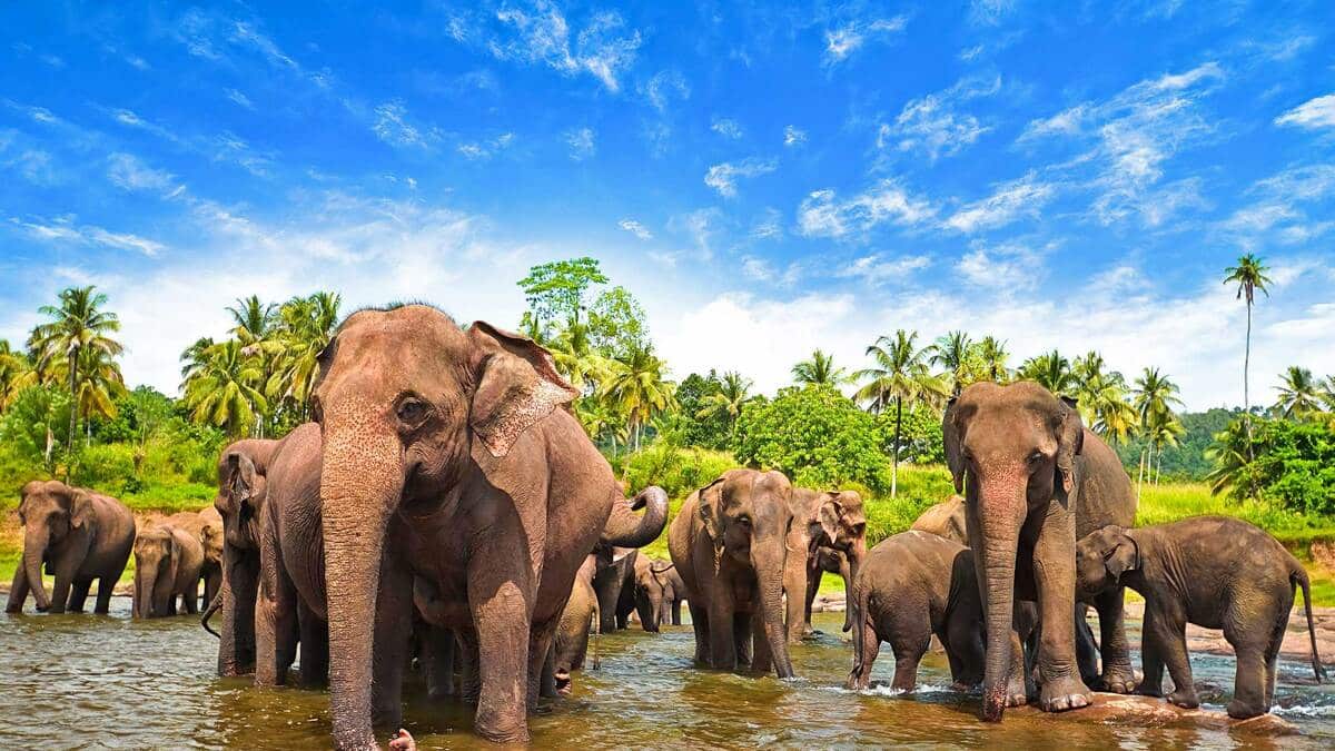 The Sri lankan elephants