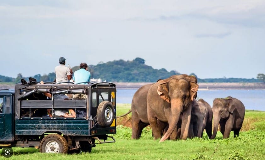 Minneriya National Park Jeep Safari
