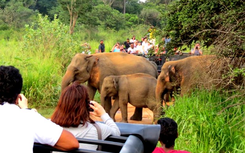 hurulu-eco-park-jeep-safari-sri-lanka